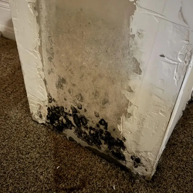 Professional Mold Removal in Shiloh, PA
